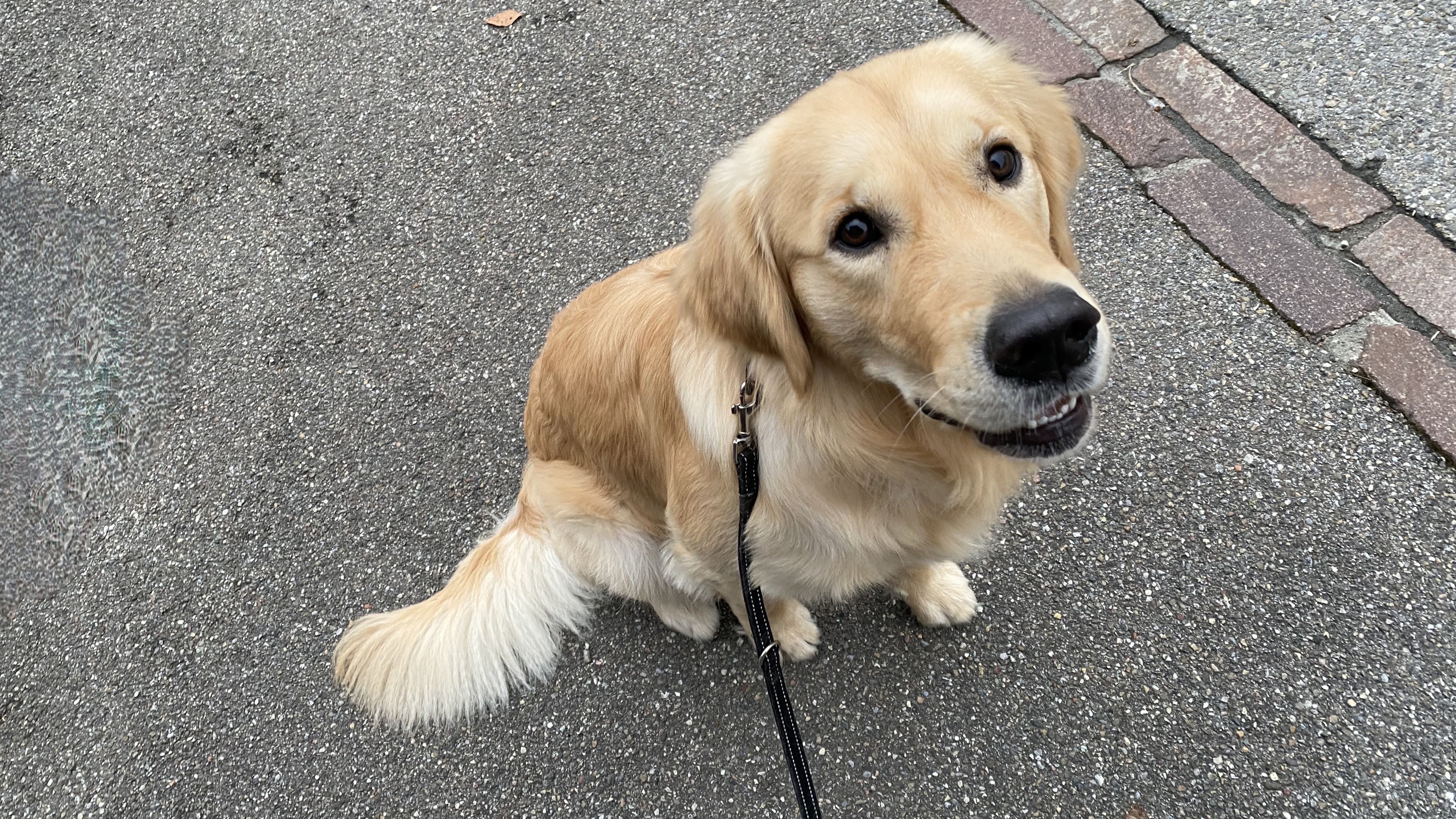 Er tut nix! Oder können diese Augen lügen? Trotzdem heisst es: An die Leine.