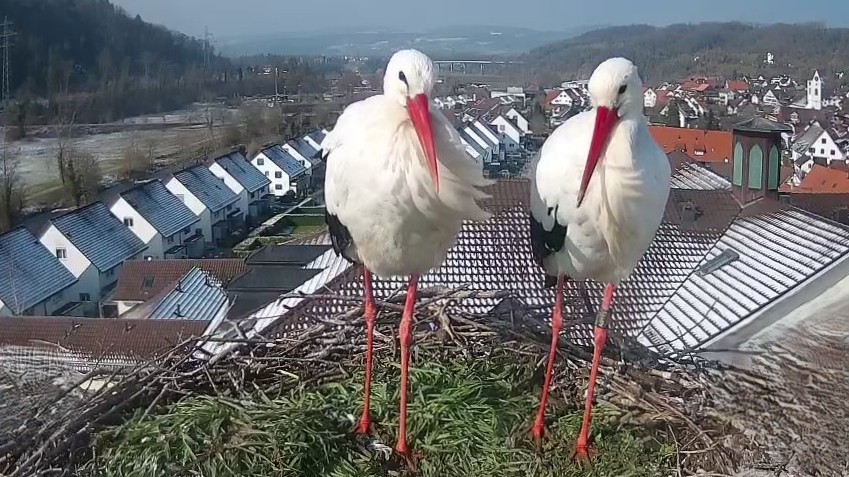 Seit Mitte Februar sind die beiden Störche Gottfried und Judith wieder regelmässig, auch über Nacht, in ihrem Nest