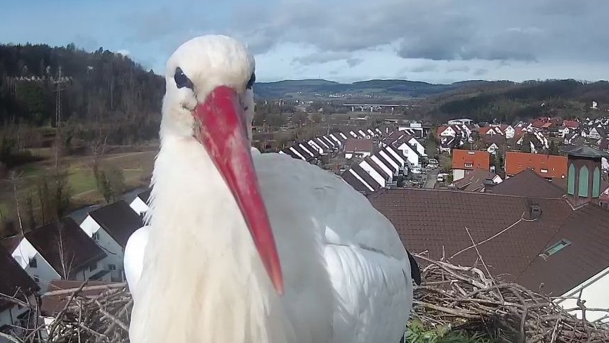 Livestream läuft? Dann bitte von meiner Schokoladenseite.
