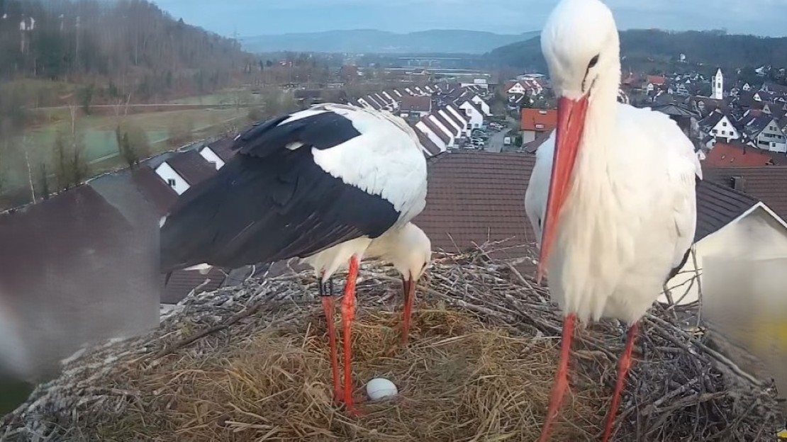 Judith hat pünktlich zum astronomischen Frühlingsanfang ihr erstes Ei gelegt. Die Brutsaison 2025 ist offiziell eröffnet. 