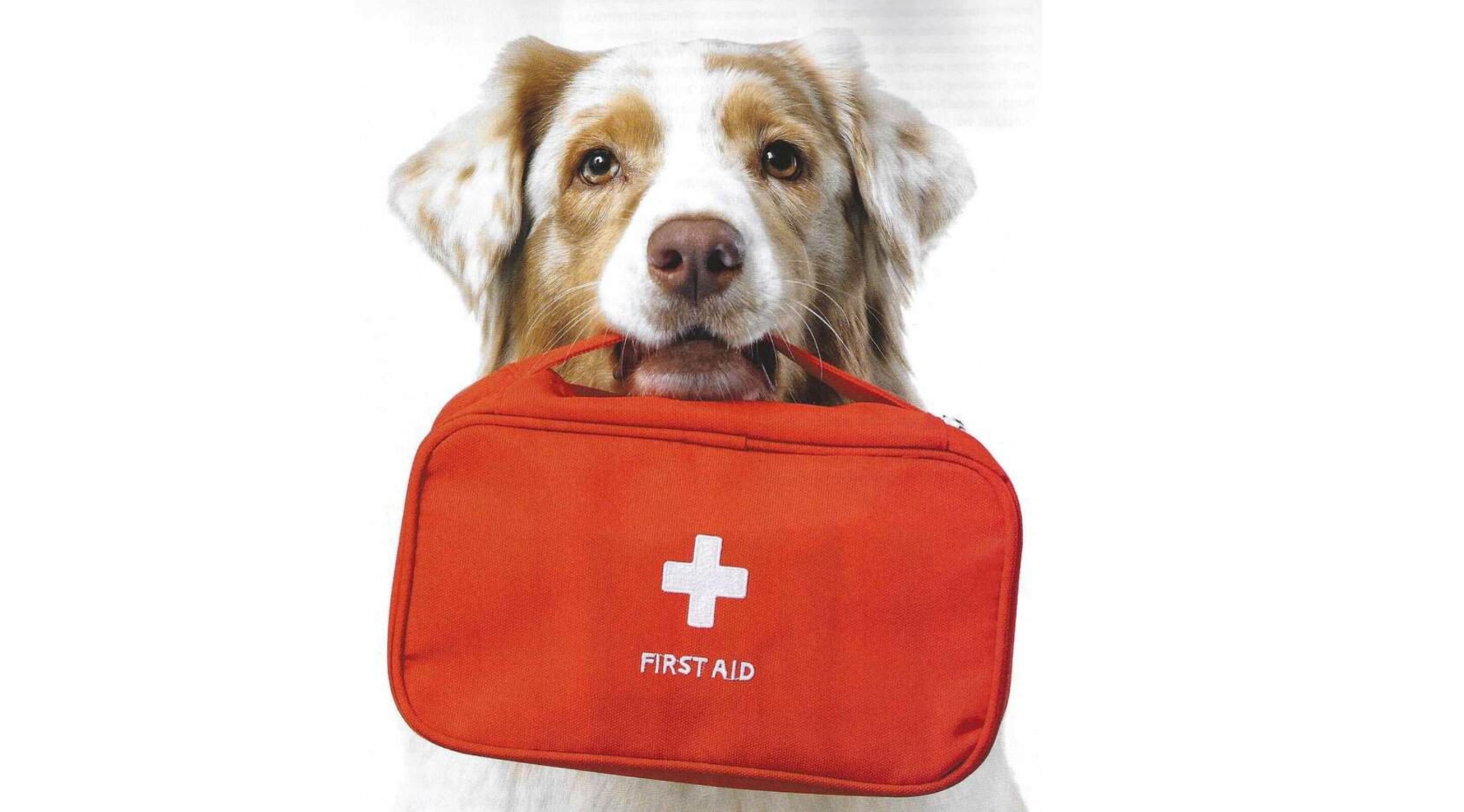 Er bringt schon mal den Erste Hilfe Koffer. Jetzt fehlt nur noch das Wissen dazu.