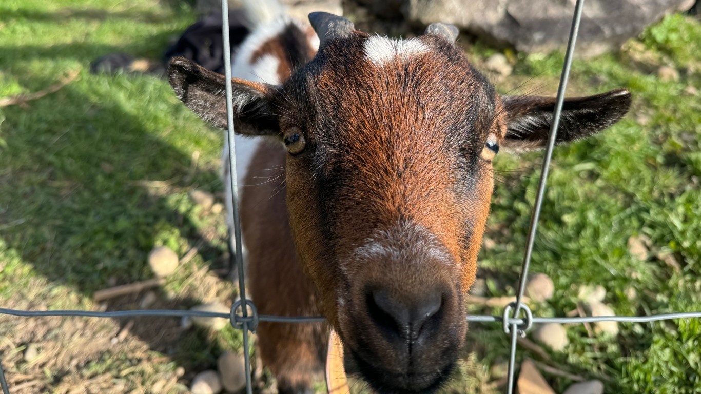 Diese Dame hätte 1918 wohl misstrauisch kontrolliert, ob der neue Bock auch wirklich hält, was die Genossenschaft verspricht.