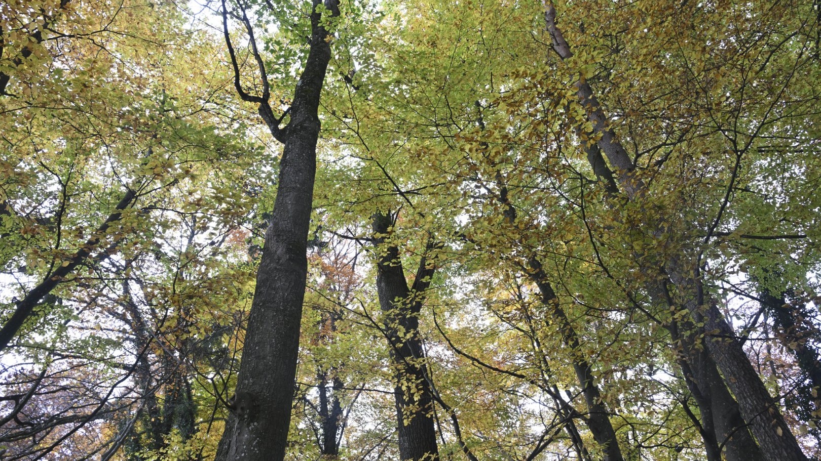 Der Friedwald verbreitet eine Atmosphäre von Stille und Ruhe.