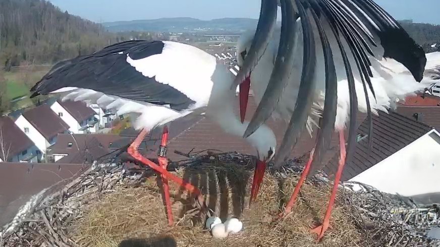 Nach der turbulenten Nacht: Die Welt scheint wieder in Ordnung.