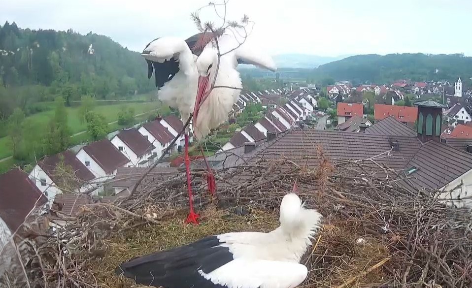 Das Storchenpaar wird auch 2025 von zahlreichen Storcheninteressierten per Livestream beobachtet.