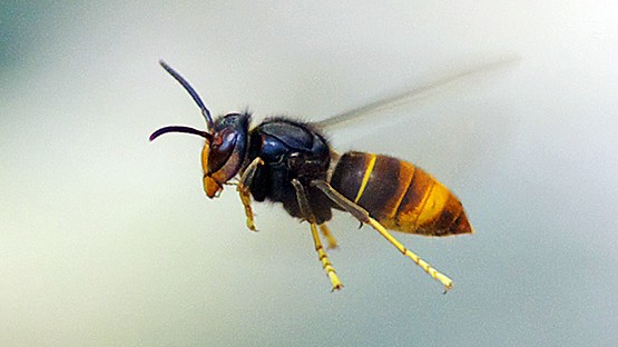 Asiatische Hornisse (Foto Vincent Dietemann, Agroscope)