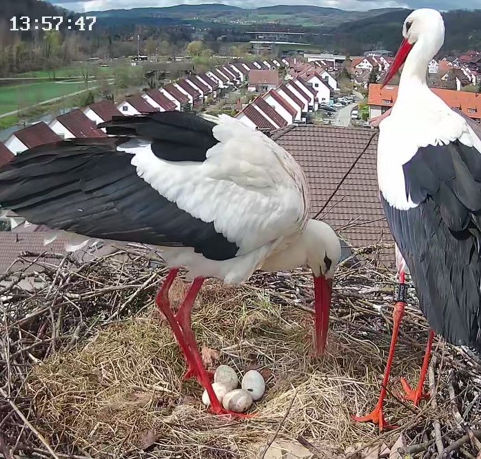 Die stolzen Eltern Gottfried (links) und Judith (rechts): Vier Eier liegen im Nest.