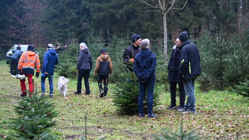 Während die einen ihren Baum auswählen, bleibt Zeit für einen kurzen Schwatz in der Christbaumschule.