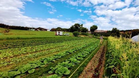 Das grosse Feld von "Chruut & Rüebli" bietet viel Gemüse Platz zum wachsen.