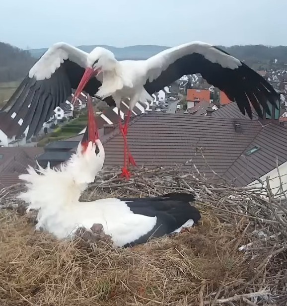 Falk Lademann sieht beste Voraussetzungen für eine erfolgreiche Brutzeit 2025.