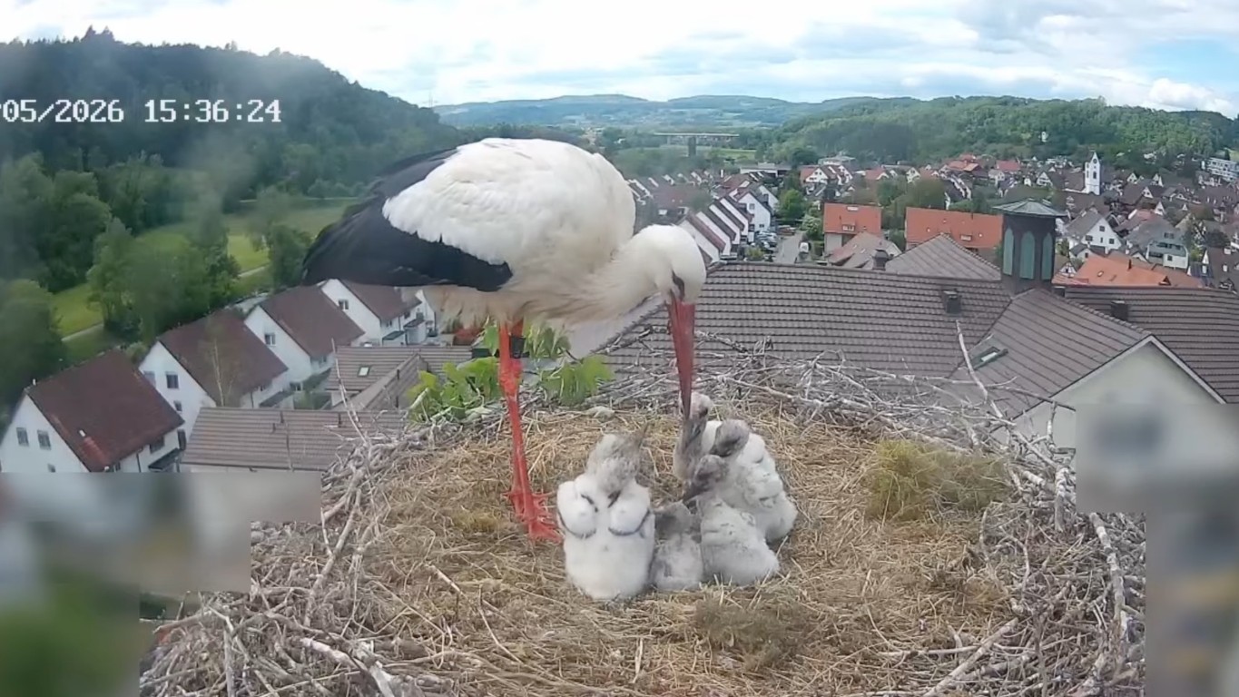 Das kleinste Küken zwischen seinen stärkeren Geschwistern. Kurz vor dem traurigen Moment.