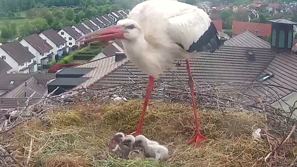 Drei kleine Schnäbel und alle haben Hunger.