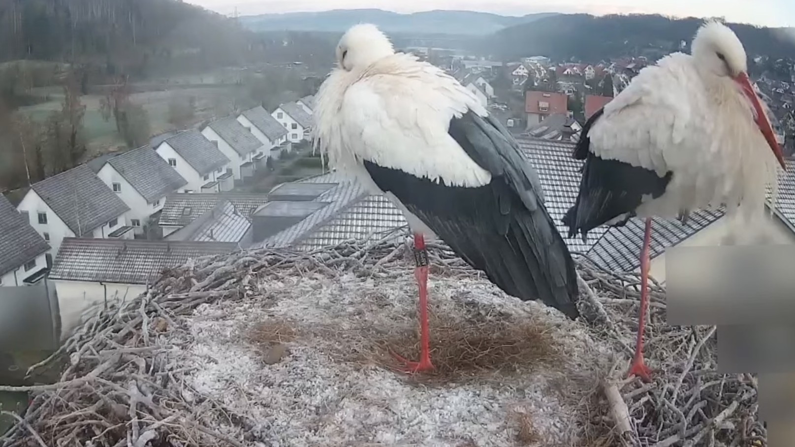 Der Winter meldet sich zurück: Frost im Nest am frühen Morgen