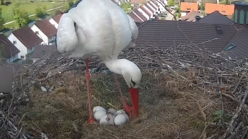 Doppelschlüpfer -  Zwei Küken auf einmal. 