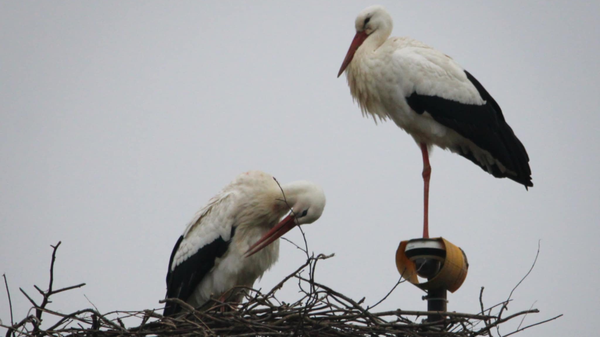 Sie testet offenbar nicht nur die Bildqualität, sondern auch gleich die Stabilität der Technik. (Foto Iris T.)